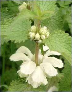 Quelle est cette plante ?