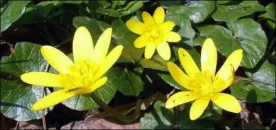 Quelle est cette plante ?