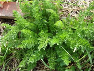 Quelle est cette plante ?