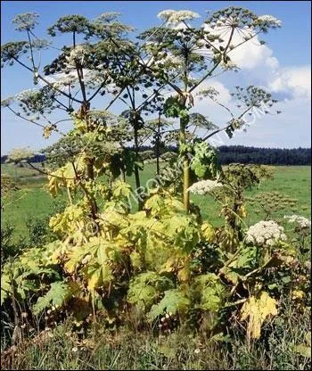 Quelle est cette plante ?