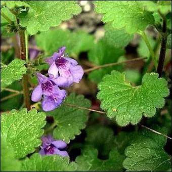 Quelle est cette plante ?