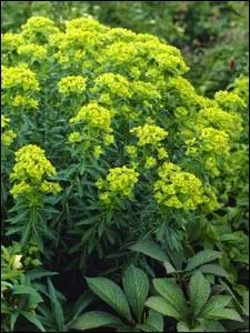 Quelle est cette plante ?