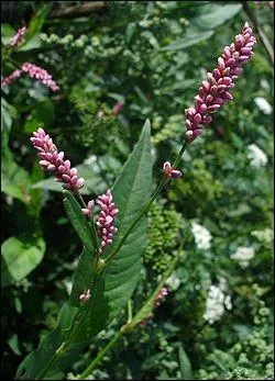 Quelle est cette plante ?