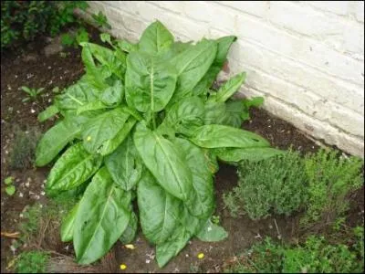 Quelle est cette plante ?