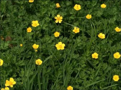 Quelle est cette plante ?