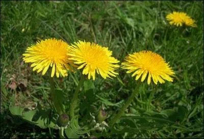 Quelle est cette plante ?