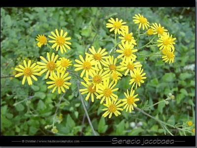 Quelle est cette plante ?