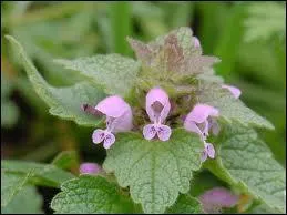 Quelle est cette plante ?