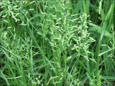 Quelle est cette plante ?