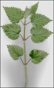 Quelle est cette plante ?