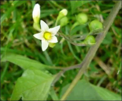 Quelle est cette plante ?