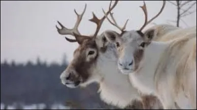 Vous pourrez entendre : ''Tabarnak ! Maudzit ''blizzard'' ! Les caribous doivent se les geler ! Câliss ! ''