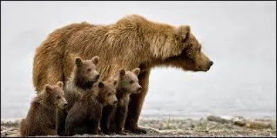 Dans quelle chaîne de montagnes devrez-vous vous méfier des ''grizzlys'' ?