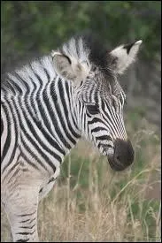 Comment s'appelle le petit du zbre ?