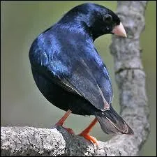 Quelle est la particularit du Combassou du Sngal ?