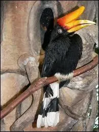 Le Calao possde un norme bec . Quelle est cette espce ?