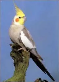 Qui conditionne la reproduction de la perruche Calopsitte  l'tat sauvage ?