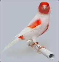 Il existe  ce jour plus de 250 varits de canari. De quel espce tire-t-il ses origines ?