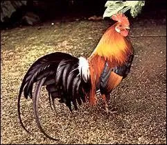 Appel galement Coq dor, ce coq est  l'origine de toutes les races de poules domestiques :