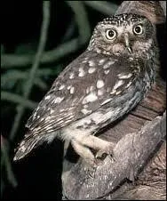 Dans quel type d'habitat trouve-t-on la chouette chevche ?