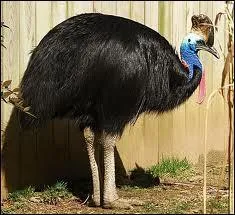 Dans lequel de ces pays ne peut-on pas rencontrer de casoar  casque ?