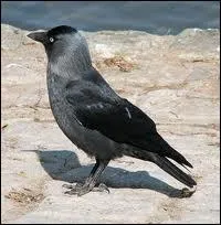Reconnaissez-vous cet oiseau de la famille des corvids ?