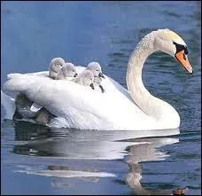 Comment sont appels les petits du cygne ?