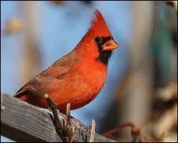 Les cardinaux sont des petits passereaux de couleur rouge , ce sont des oiseaux ... .