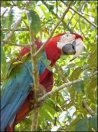 Les aras sont les plus grands des perroquets. Comment se nomme ce spcimen ?