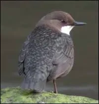 Laquelle de ces affirmations sur le Cingle plongeur est fausse ?