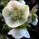 Connaissez-vous le nom de cette fleur ?