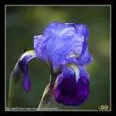 Quel est le nom de cette fleur ?