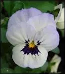 Connaissez-vous le nom de cette fleur ?