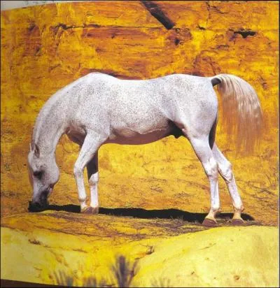 Quelles sont les principales disciplines auxquelles peut participer un pur-sang arabe ?