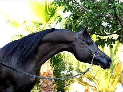 Il a t principalement lev en :