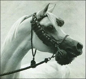 Par qui a-t-il t lev ?