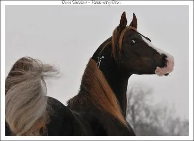 Il possde une particularit qui le diffrencie des autres quids, laquelle ?