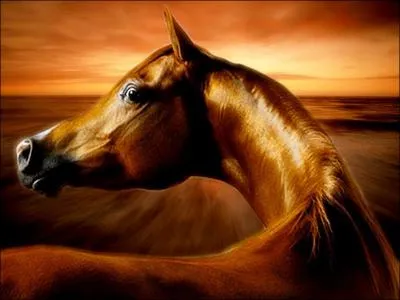 Sa tte est de forme :