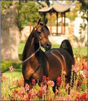 Quelles robes trouve-t-on chez le pur-sang arabe ?