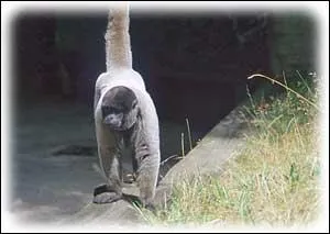 Quel est le nom de cette espèce de singe ?