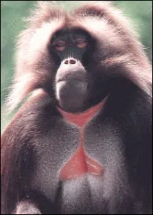 Quel est le nom de cette espèce de singe ?