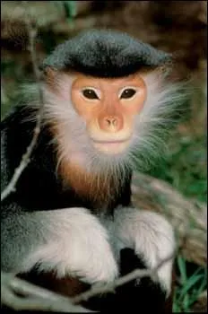 Quel est le nom de cette espèce de singe ?