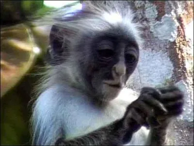 Quel est le nom de cette espèce de singe ?