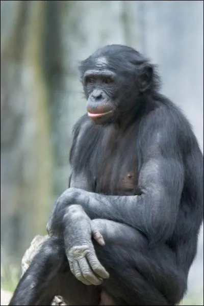 Quel est le nom de cette espèce de singe ?