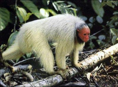 Quel est le nom de cette espèce de singe ?