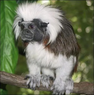 Quel est le nom de cette espèce de singe ?