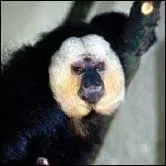 Quel est le nom de cette espèce de singe ?