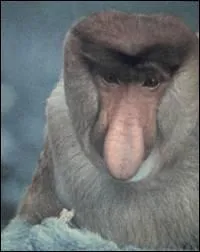 Quel est le nom de cette espèce de singe ?