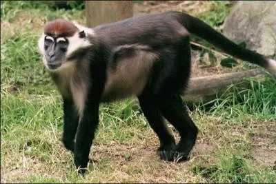 Quel est le nom de cette espèce de singe ?