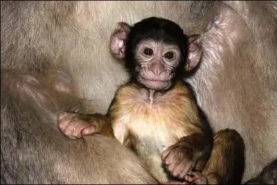 Quel est le nom de cette espèce de singe ?